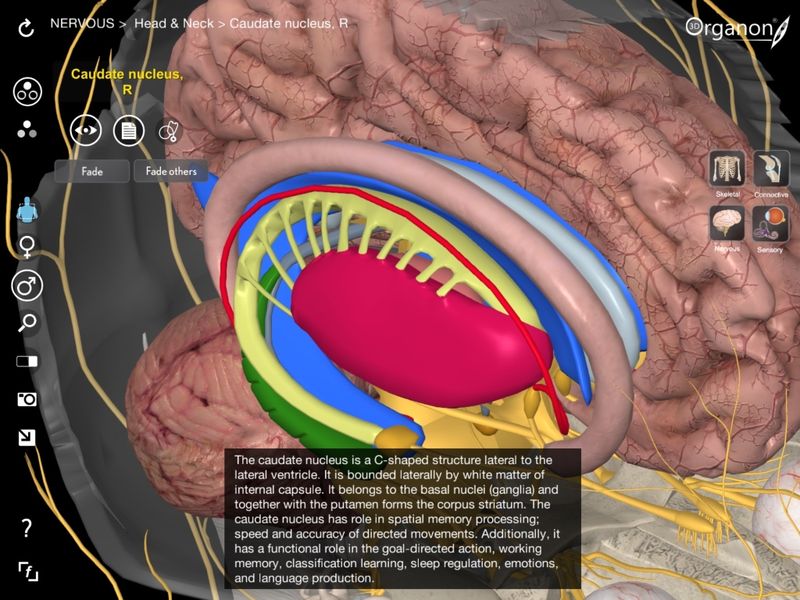 3D Organon Anatomy скачать бесплатно