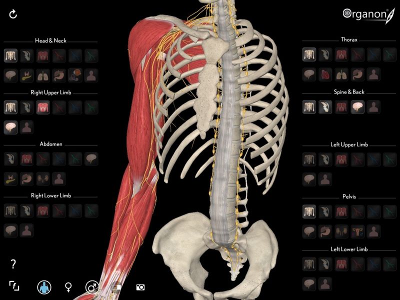 3D Organon Anatomy
