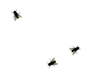Fly on Desktop