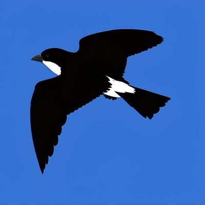 Martinic Elka Panther