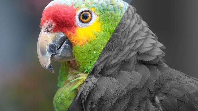 OnOne Photoshop Plugins Bundle 2017