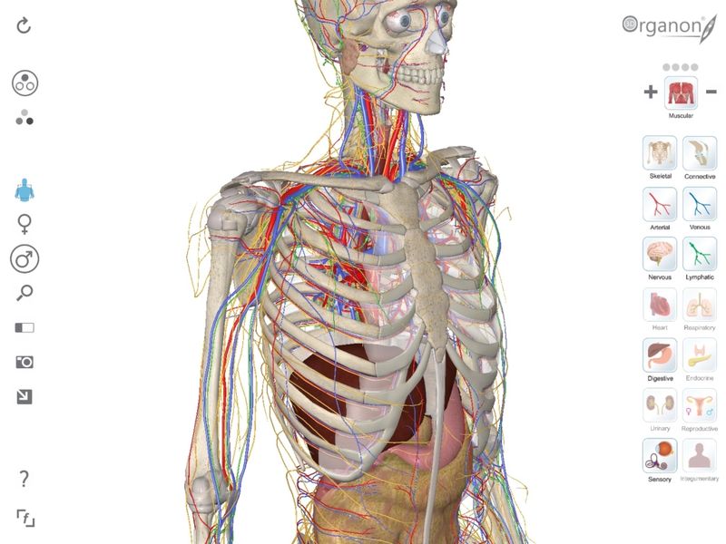 скачать 3D Organon Anatomy