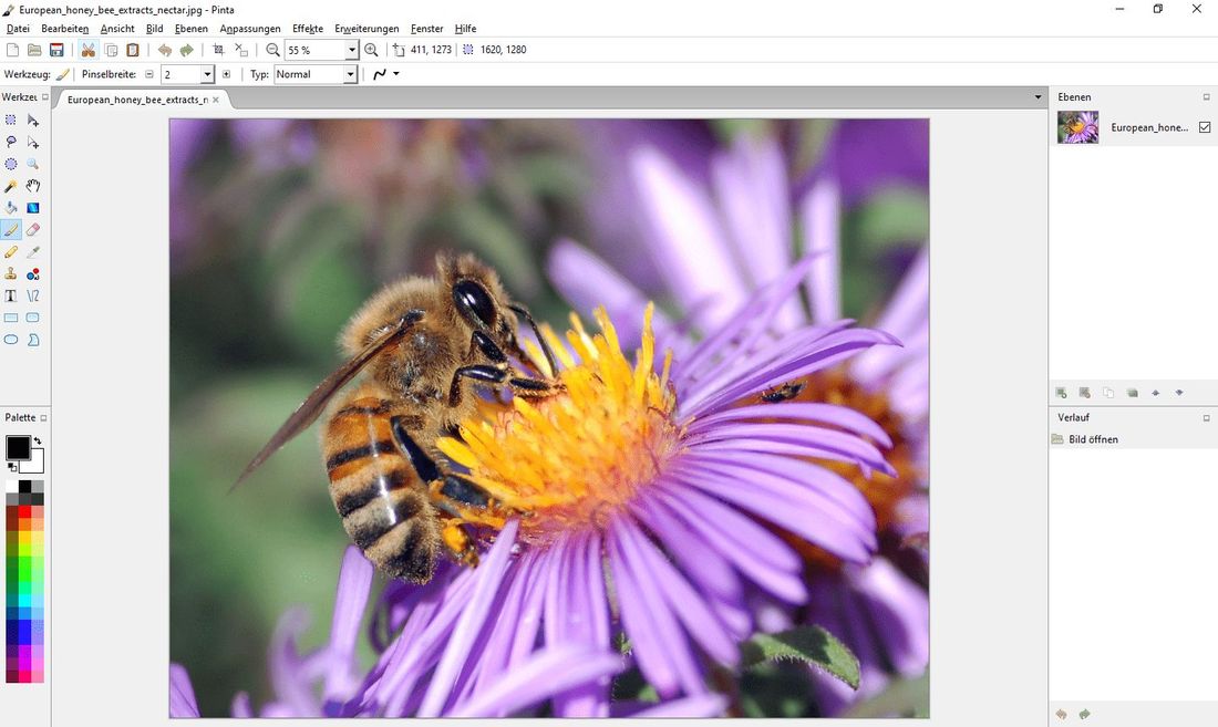 скачать Pinta
